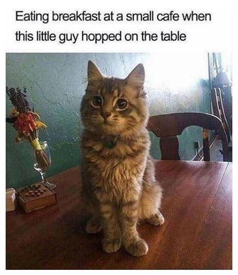 meme kucing minta sarapan