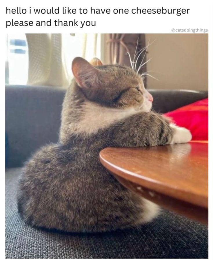 meme kucing minta sarapan