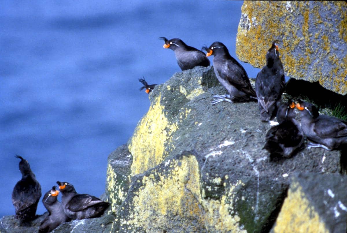burung crested auklet