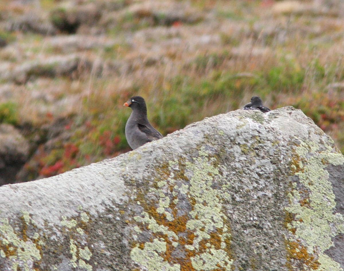 burung crested auklet