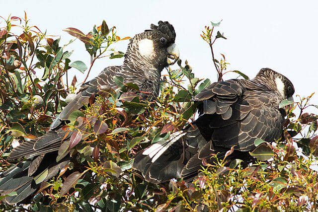 burung baudin's black cockatoo