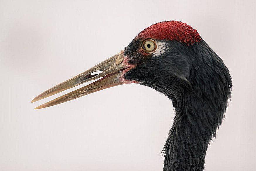 tampak dekat jenjang leher hitam