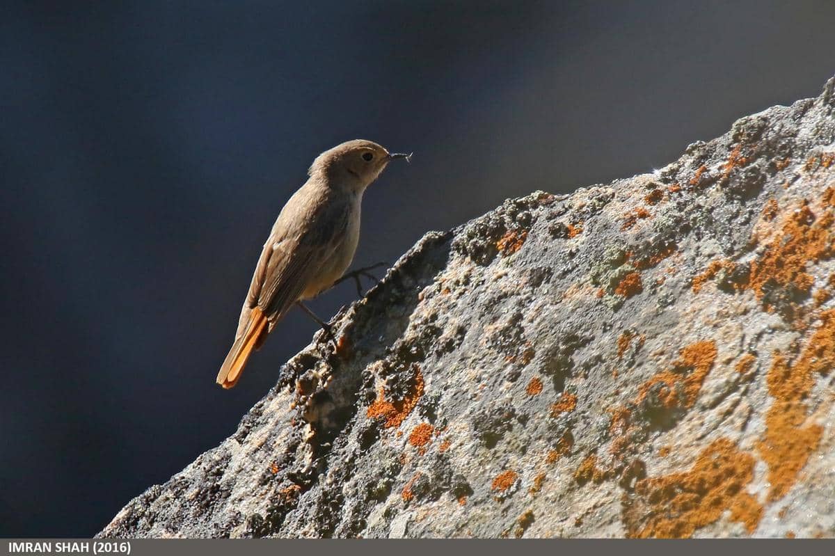 Burung Redstart Hitam 