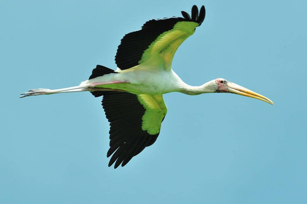 Bangau bluwok terbang di atas kawasan Suaka Margasatwa Pulau Rambut, Jakarta.