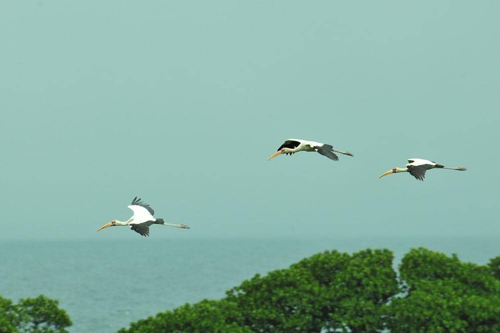 Bangau bluwok terbang di kawasan Suaka Margasatwa Pulau Rambut, Jakarta.