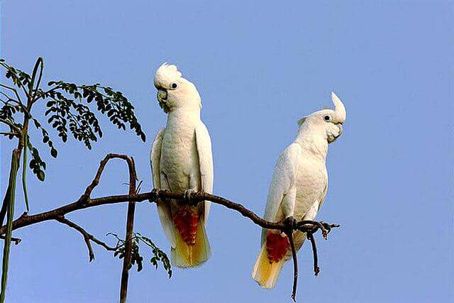 burung philippine cockatoo