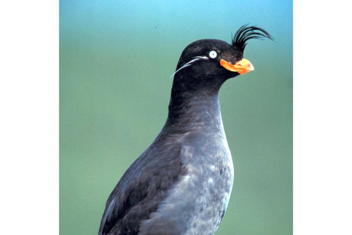 burung crested auklet