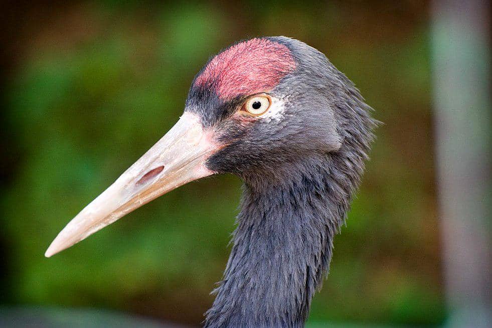 tampak dekat jenjang leher hitam