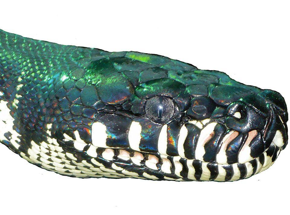 kepala ular sanca bulan yang sudah dewasa