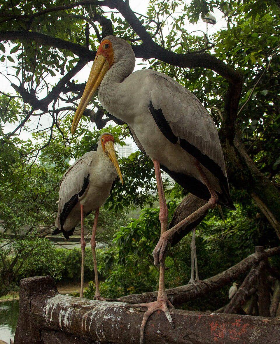 bangau bluwok koleksi Taman Burung Kuala Lumpur, Malaysia