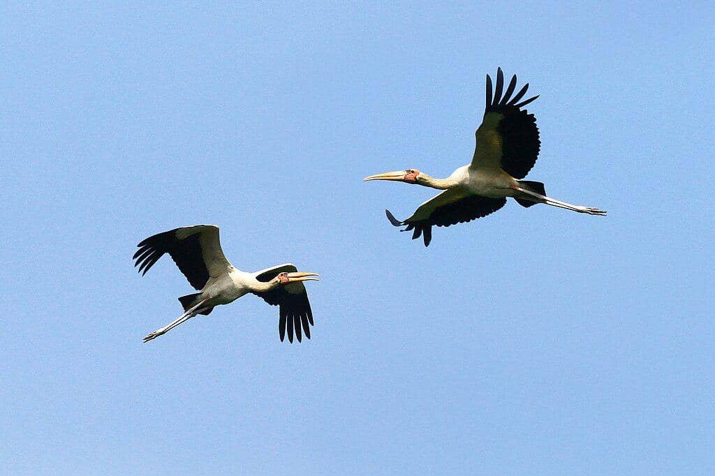 Bangau bluwok terbang di kawasan Suaka Margasatwa Pulau Rambut, Jakarta.
