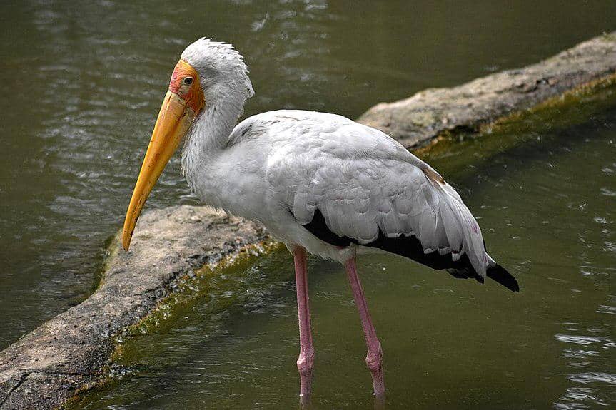 tampilan bangau bluwok