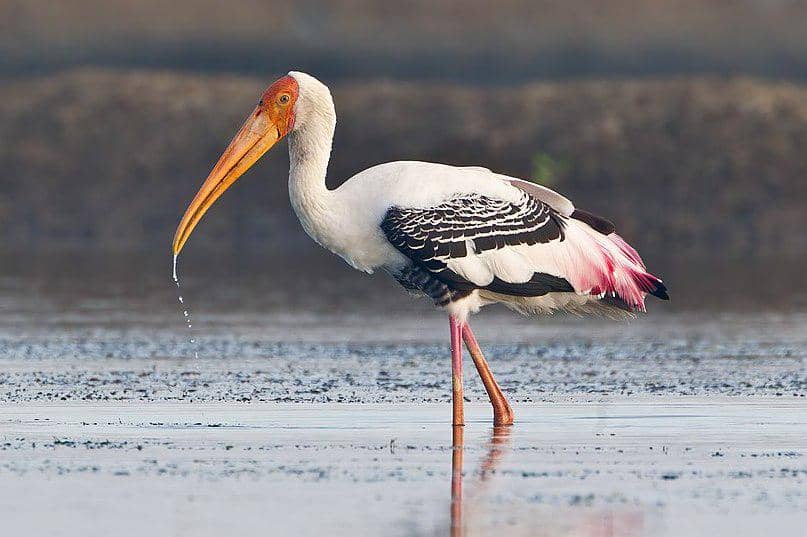 tampilan bangau lukis yang berkerabat dekat dengan bangau bluwok