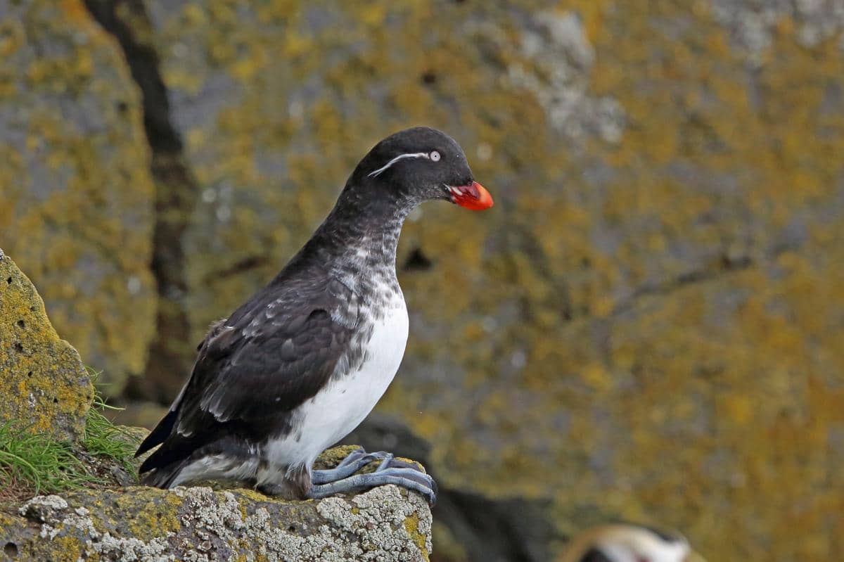 burung parakeet auklet
