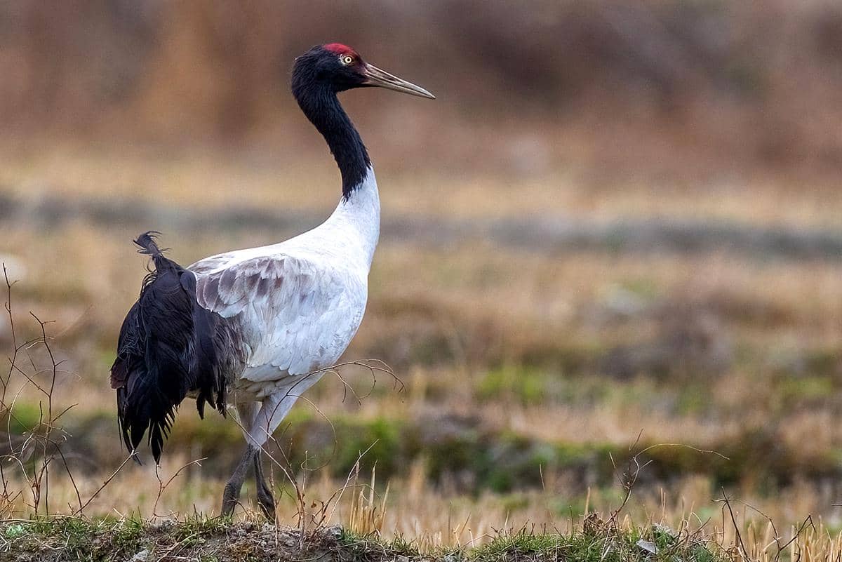 tampilan sekujur tubuh jenjang leher hitam