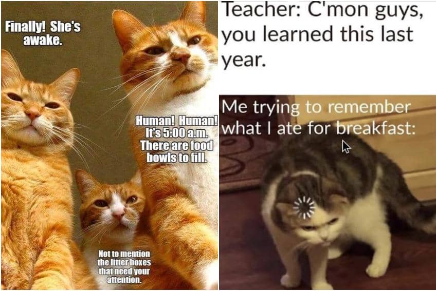 kolase meme kucing minta sarapan