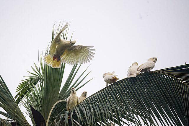burung philippine cockatoo