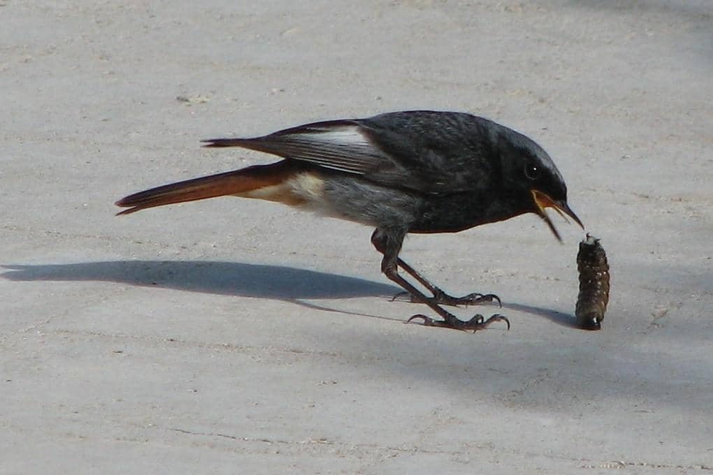 Burung Redstart Hitam 