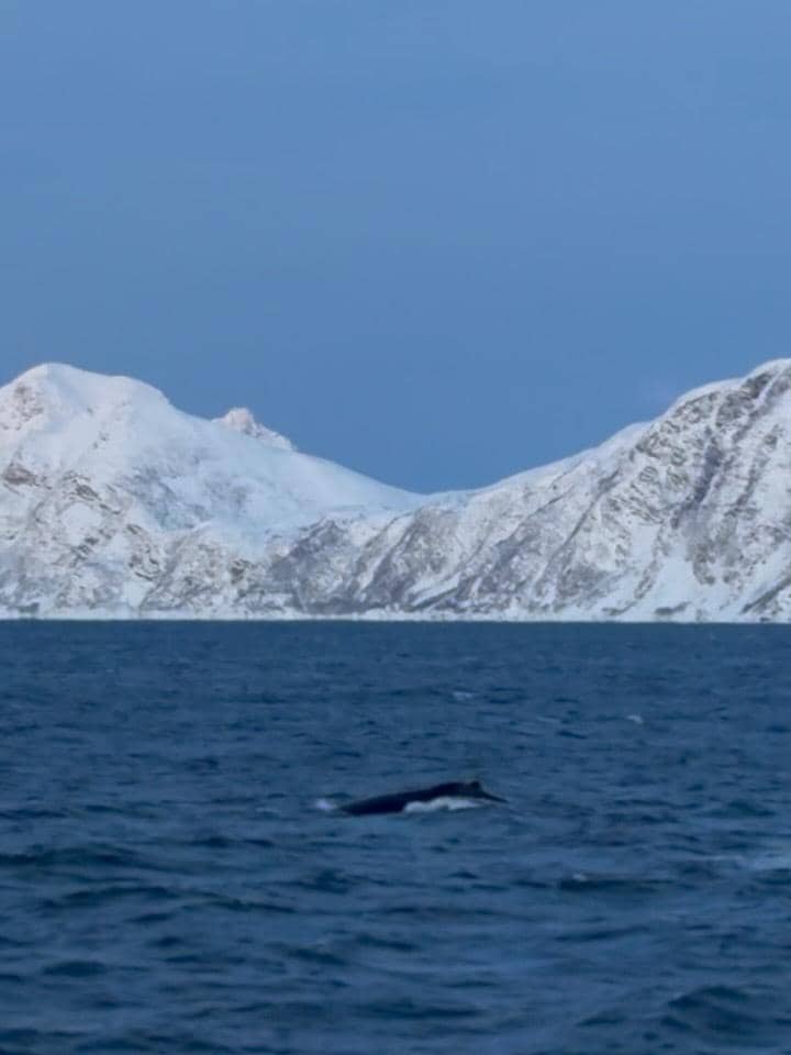 Lyodra ikut safari laut di Tromsø.