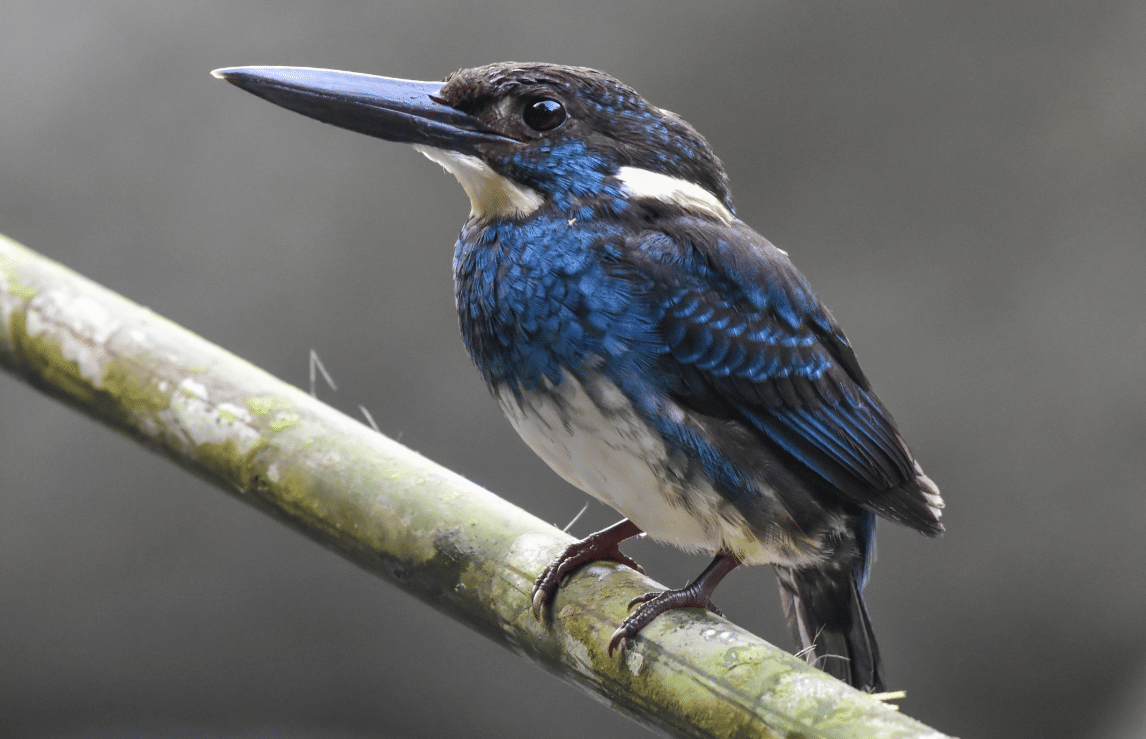 burung  javan blue banded kingfisher