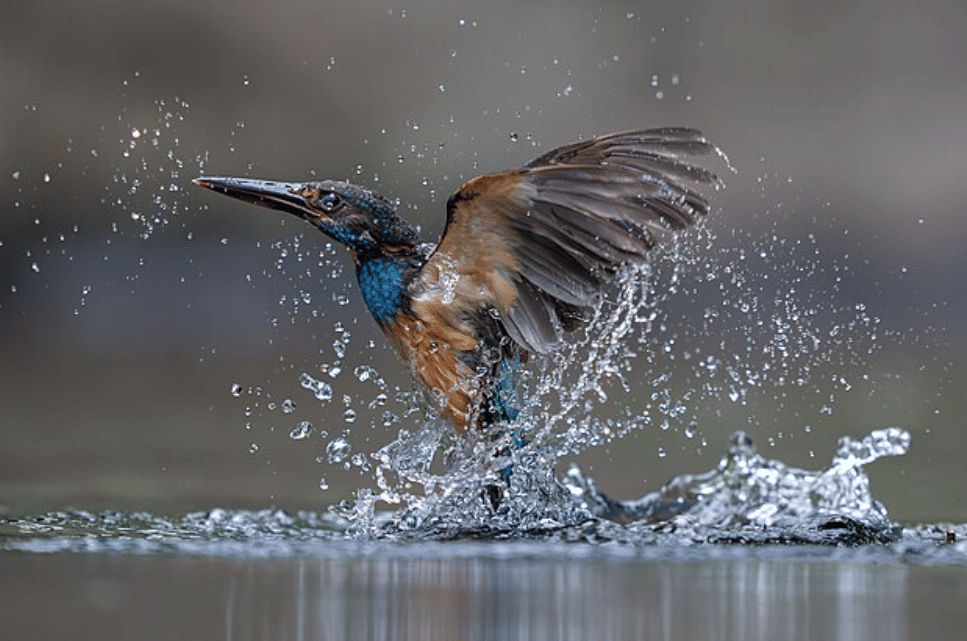 burung javan blue banded kingfisher
