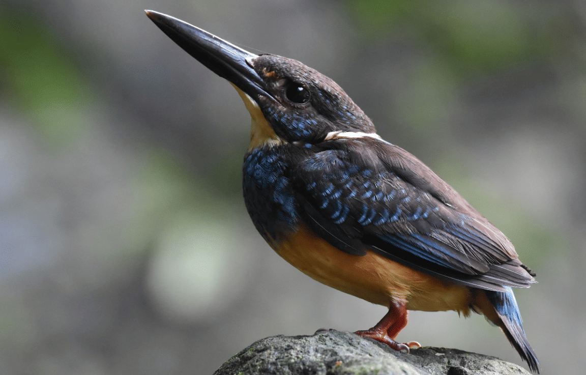 burung javan blue banded kingfisher