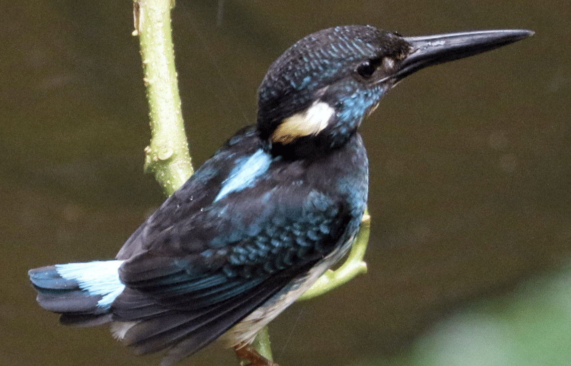 burung javan blue banded kingfisher