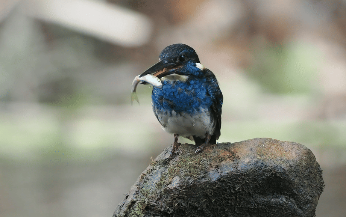 burung javan blue banded kingfisher