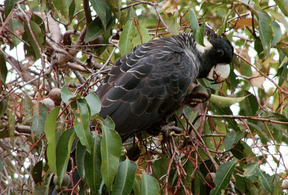 burung baudin's black cockatoo