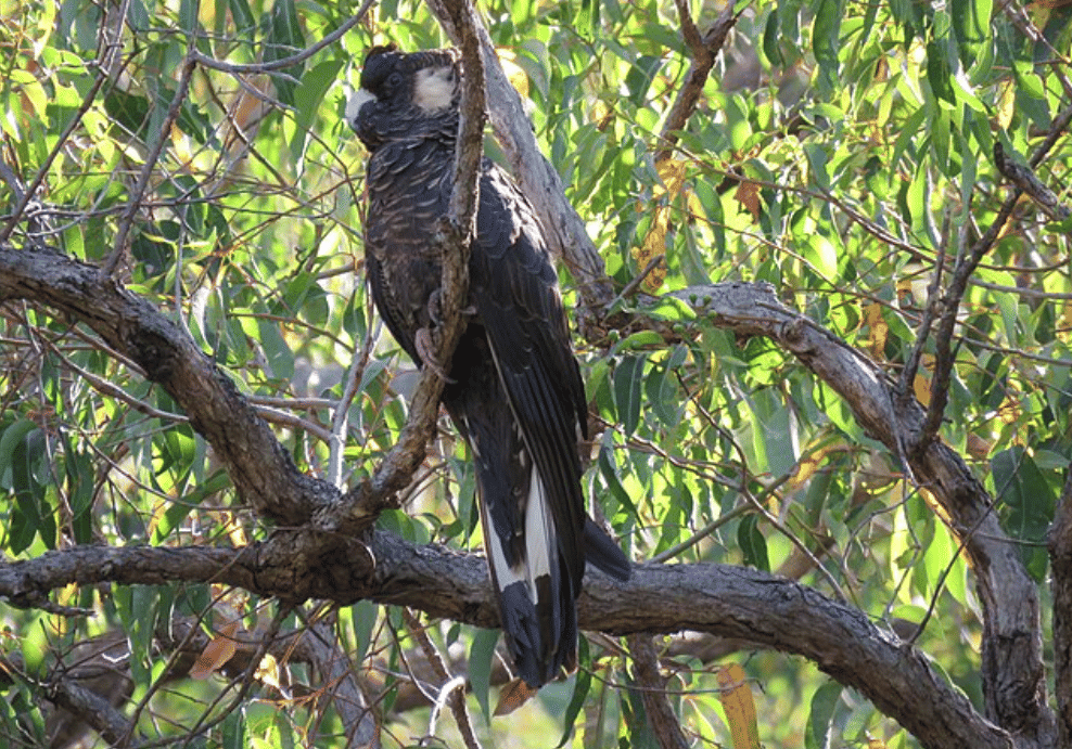 burung baudin's black cockatoo