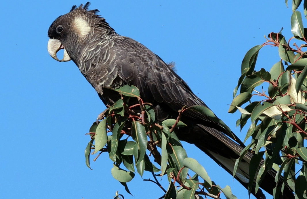 burung baudin's black cockatoo