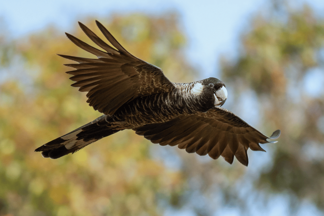 burung baudin's black cockatoo