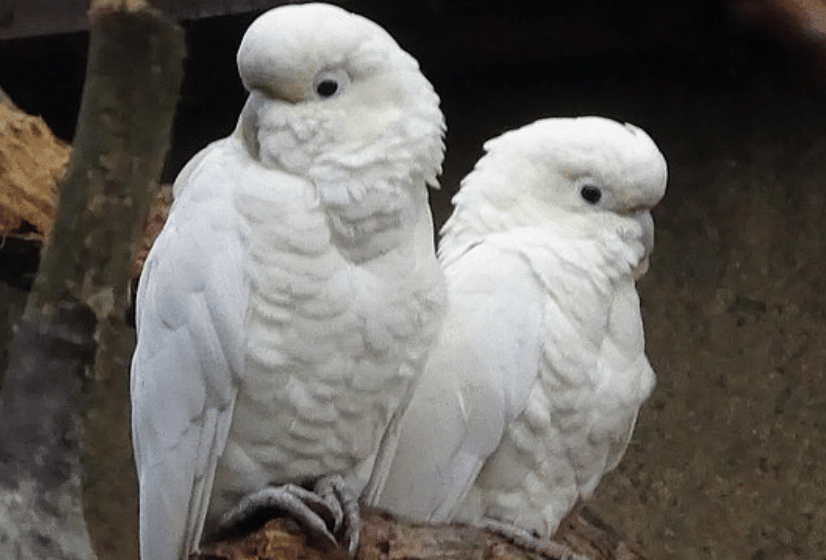 burung philippine cockatoo