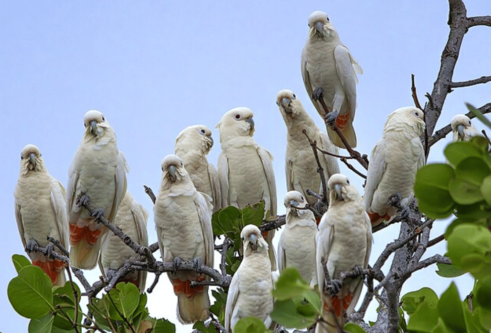 burung philippine cockatoo