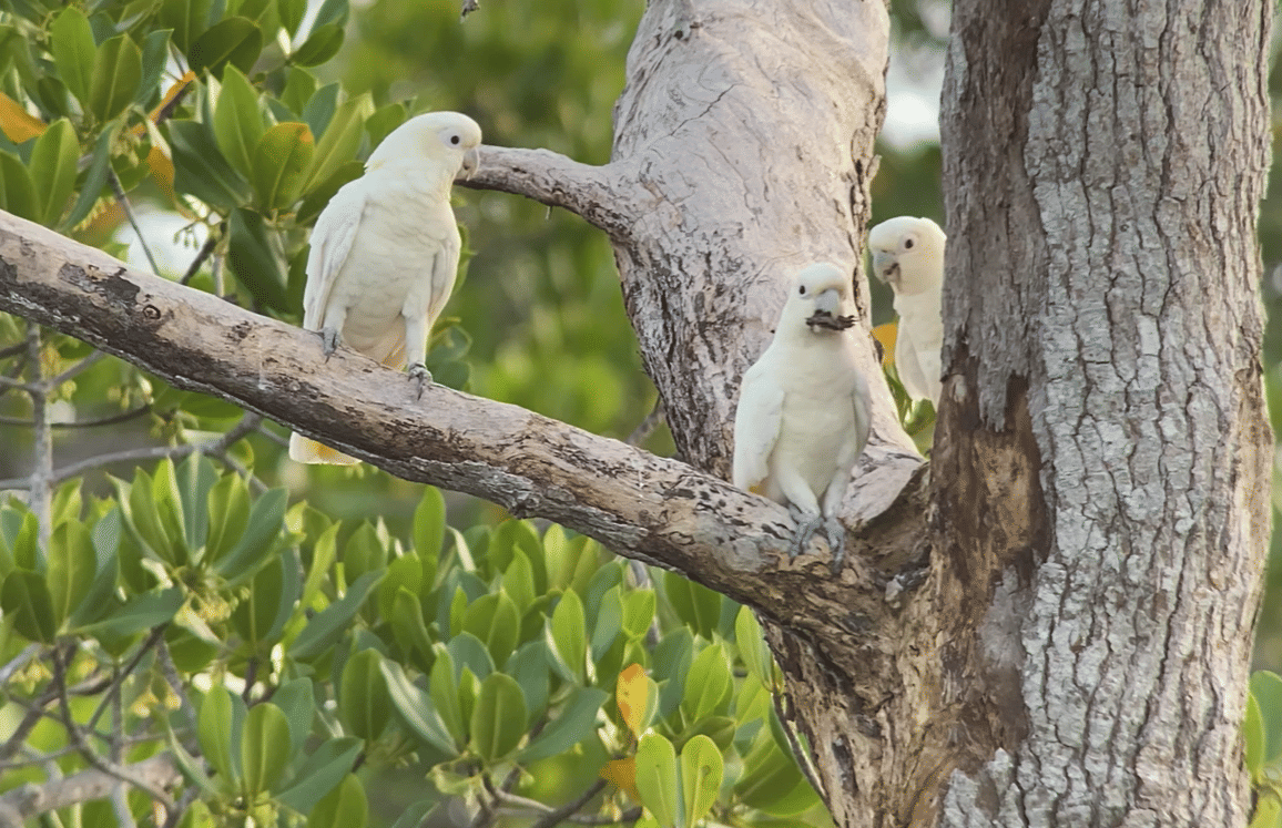 burung philippine cockatoo