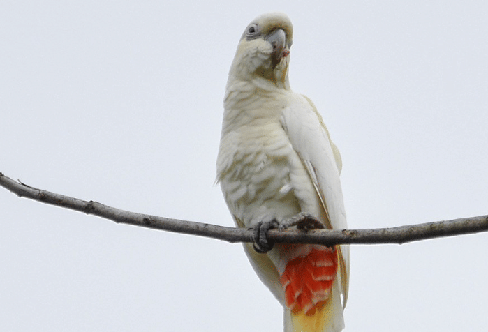 burung philippine cockatoo