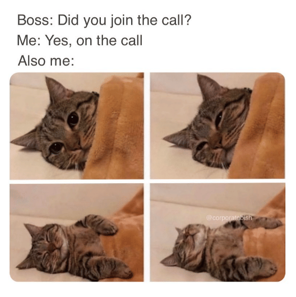 meme kucing tentang WFH