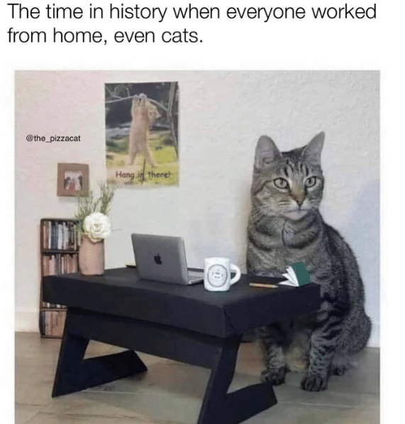 meme kucing tentang WFH