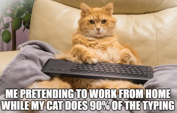 meme kucing tentang WFH