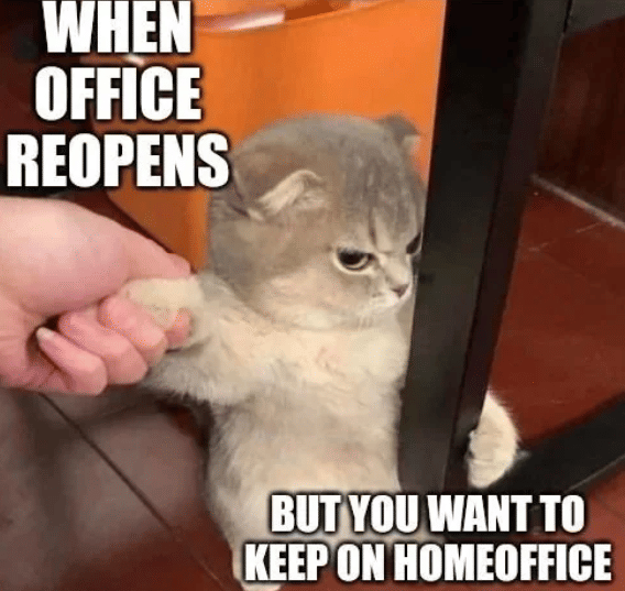 meme kucing tentang WFH