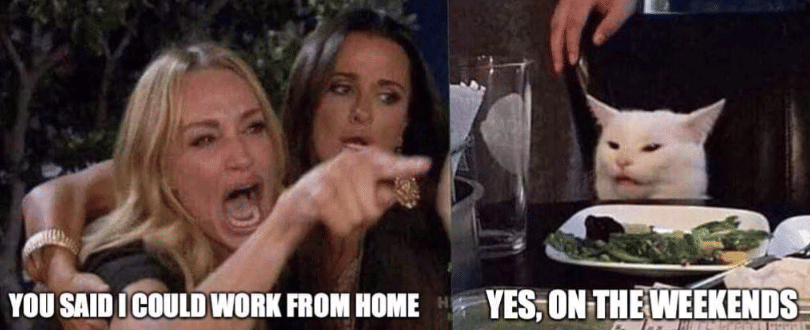 meme kucing tentang WFH