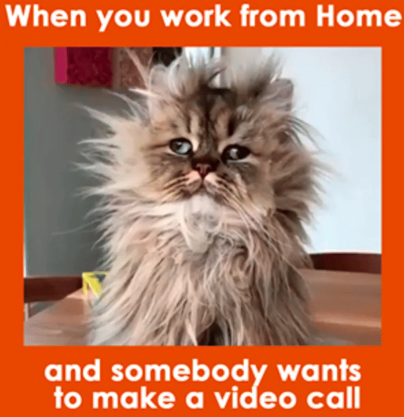 meme kucing tentang WFH