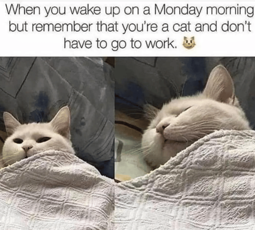 meme kucing momen sebelum berangkat kerja