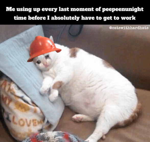 meme kucing momen sebelum berangkat kerja