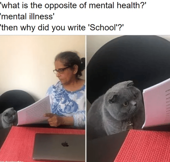 meme kucing tentang sekolah