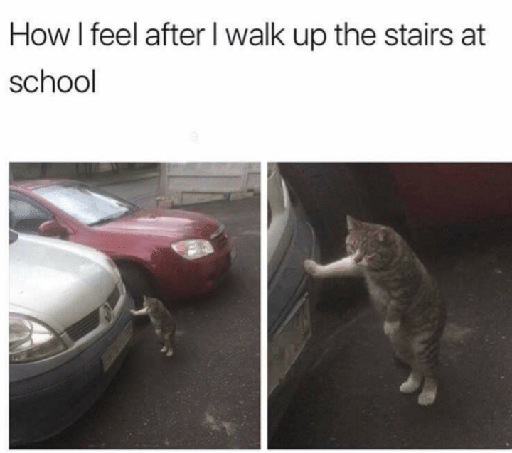 meme kucing tentang sekolah