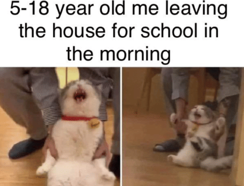 meme kucing tentang sekolah