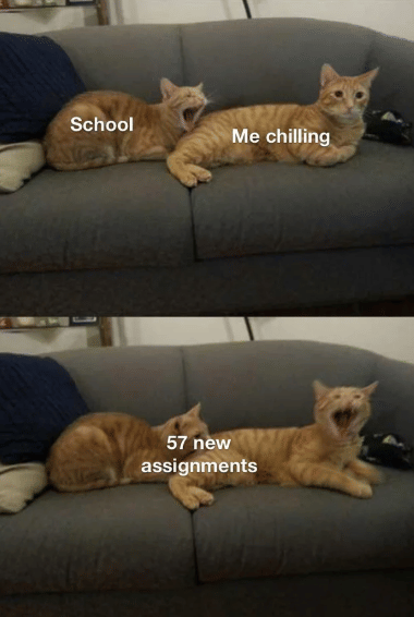 meme kucing tentang sekolah