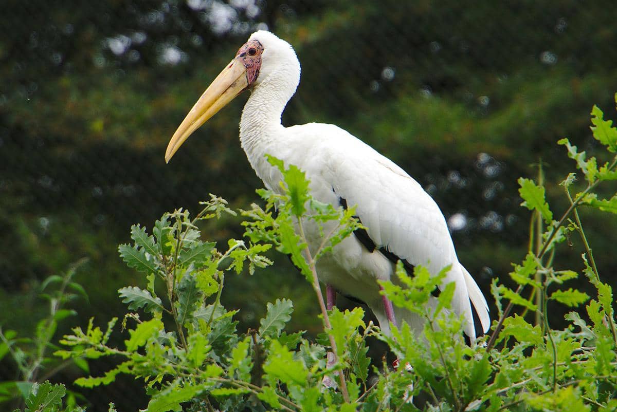 tampilan bangau bluwok