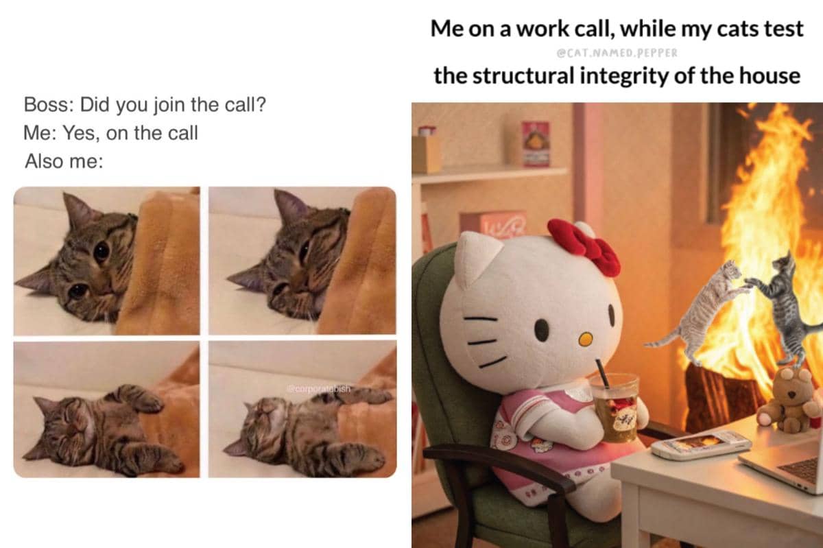 kolase meme kucing tentang WFH 